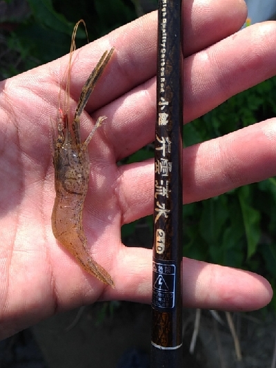 多摩川テナガエビ調査釣行