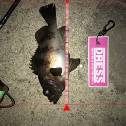 フルムーンメバリング