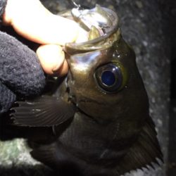 数釣りになりました