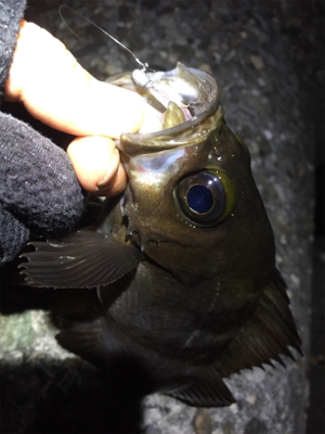 数釣りになりました