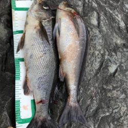 御五神島 沖磯グレ