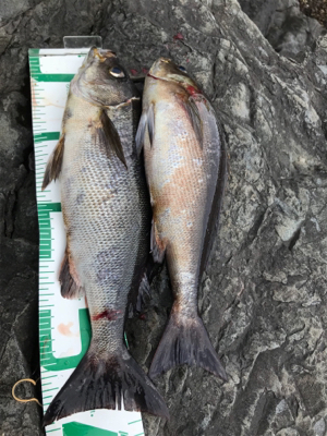 御五神島 沖磯グレ