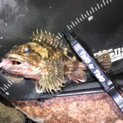 メバリング＆ガシリング