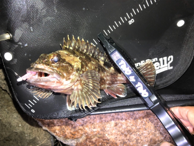 メバリング＆ガシリング