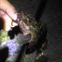 久しぶりのガッシー