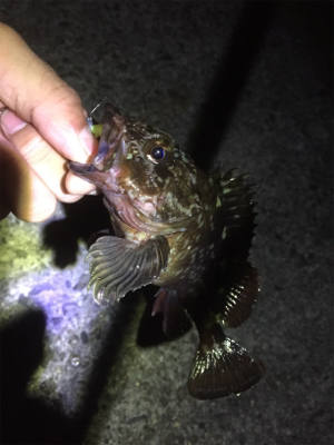 久しぶりのガッシー