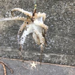 福浦近辺 カレイ釣り