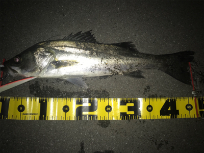 バチはいずこへ