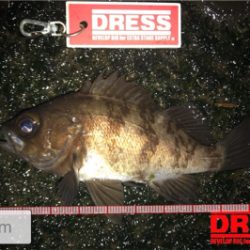 昨日の爆釣ならず