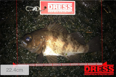 昨日の爆釣ならず