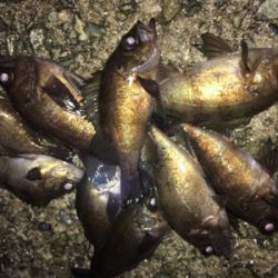 メバリング好調