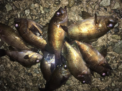 メバリング好調