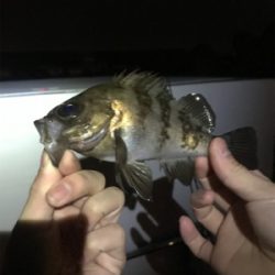 ガルプはやっぱり餌