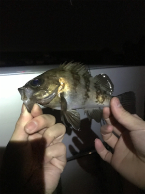 ガルプはやっぱり餌