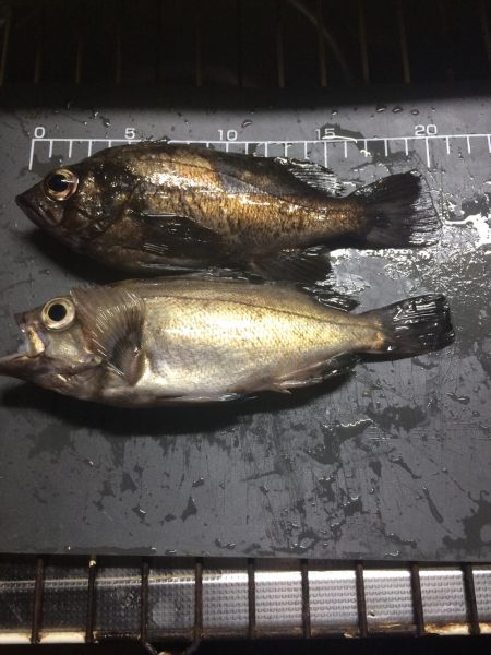 ガチでメバリング