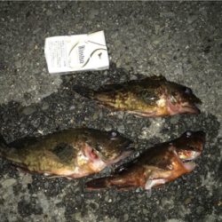 ガシラ大きくなってきた