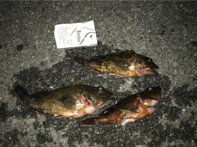 ガシラ大きくなってきた