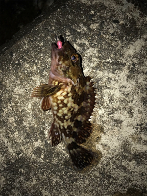 夜に釣りをする。