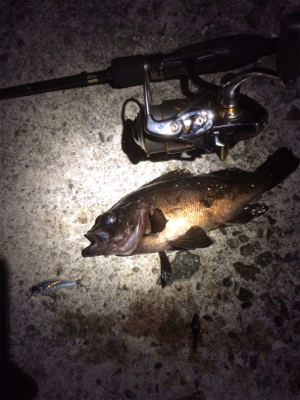 メバルが釣りた〜い！