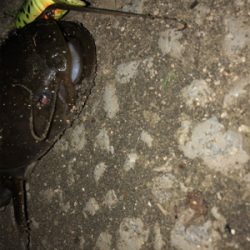 シーズンやっときた