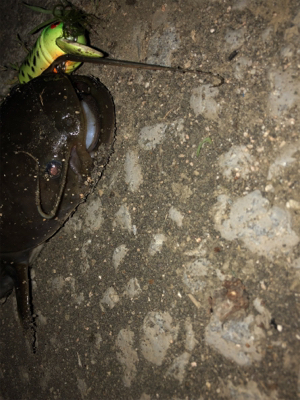 シーズンやっときた