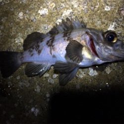 大潮メバリング