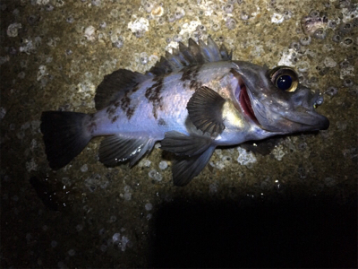 大潮メバリング