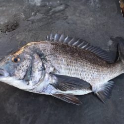 暖かくなりチヌのシーズン