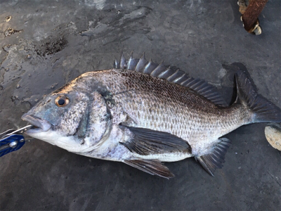 暖かくなりチヌのシーズン