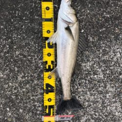 祝！今年、初シーバス