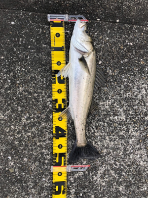 祝！今年、初シーバス