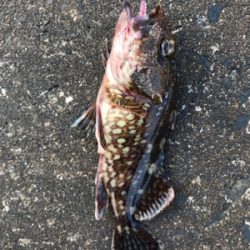 朝から釣りをする(笑)。