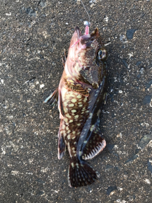 朝から釣りをする(笑)。