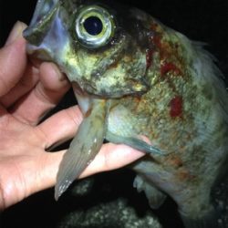 マイクロバチパターン