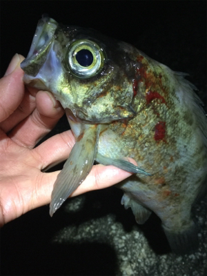 マイクロバチパターン