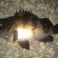 久しぶりの湾奥