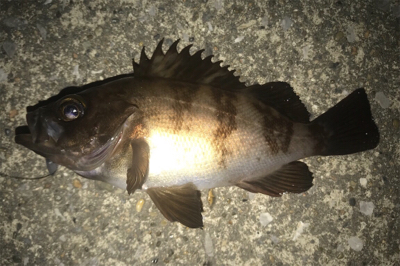 久しぶりの湾奥