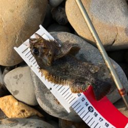 久々のタケノコメバルさん