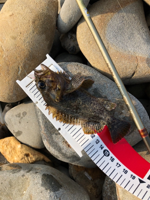 久々のタケノコメバルさん