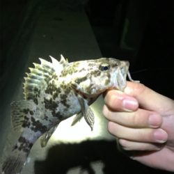 ガシラタケノコガシラガシラ