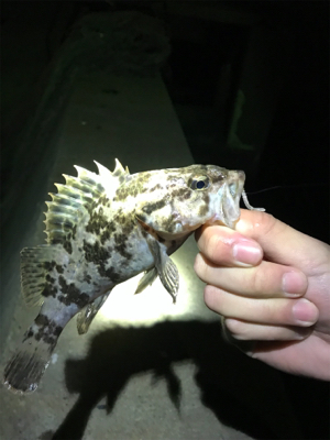 ガシラタケノコガシラガシラ