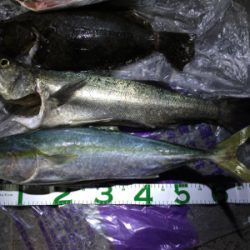 大漁!!!ブリヒラメシーバス