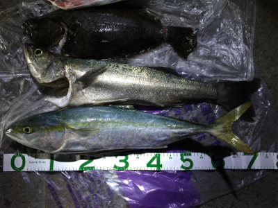 大漁!!!ブリヒラメシーバス