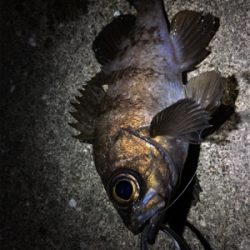 満潮までの上げ潮でメバリング