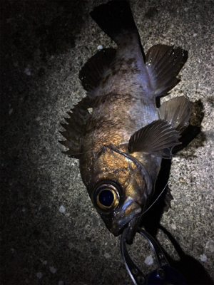 満潮までの上げ潮でメバリング