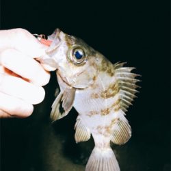 いるのに釣れない