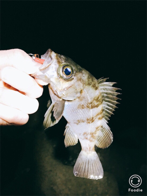 いるのに釣れない