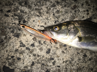 バチ抜け未だか？