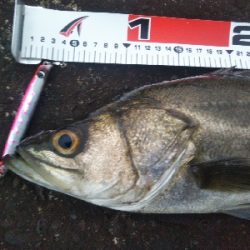 阿南市の辰巳でシーバス