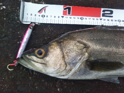 阿南市の辰巳でシーバス